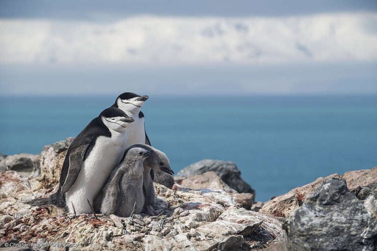 Día de la Concientización por los Pingüinos, ¿por qué es tan importante protegerlos?