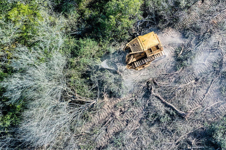 Informe de Greenpeace: aumento de los desmontes ilegales y alerta por la flexibilización de la Ley de Bosques  